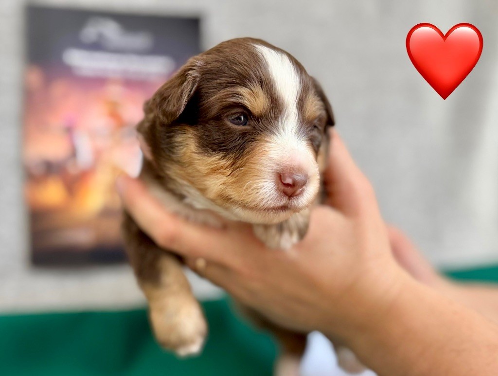 of Precious Stone Race - Chiots disponibles - Berger Américain Miniature 