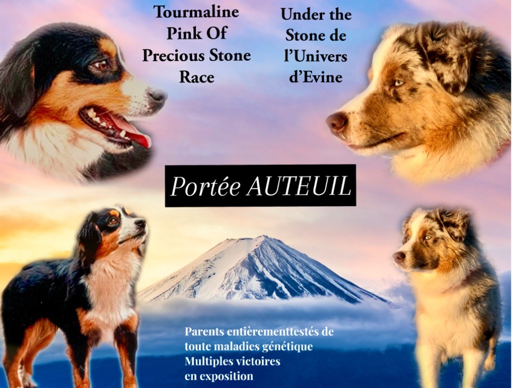 of Precious Stone Race - Berger Américain Miniature - Portée née le 05/06/2024