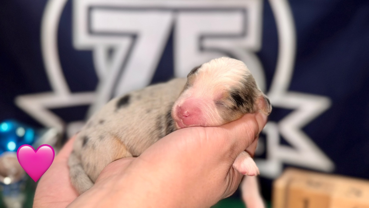 of Precious Stone Race - Chiots disponibles - Berger Américain Miniature 