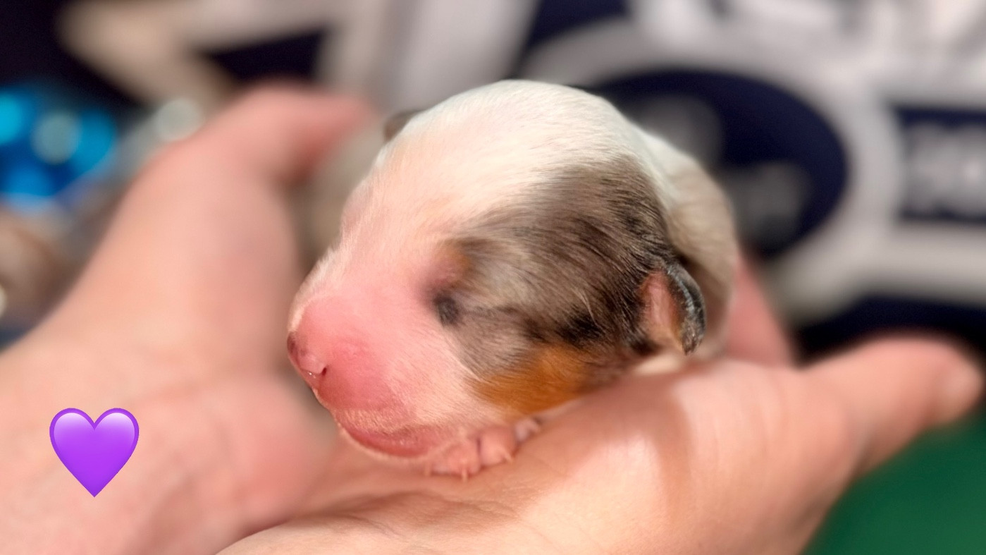 of Precious Stone Race - Chiots disponibles - Berger Américain Miniature 