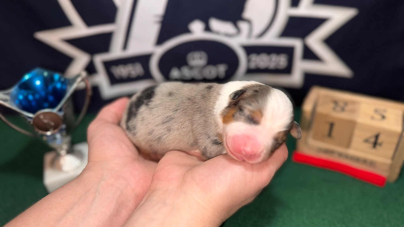 of Precious Stone Race - Chiots disponibles - Berger Américain Miniature 