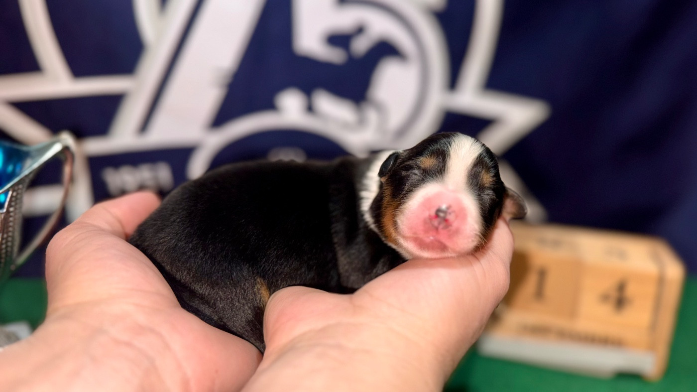 of Precious Stone Race - Chiots disponibles - Berger Américain Miniature 