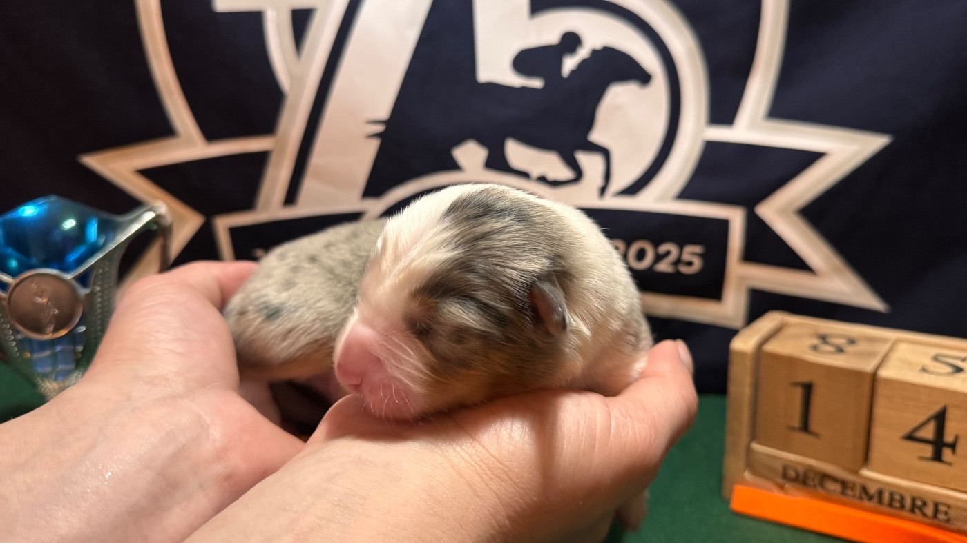 of Precious Stone Race - Chiots disponibles - Berger Américain Miniature 