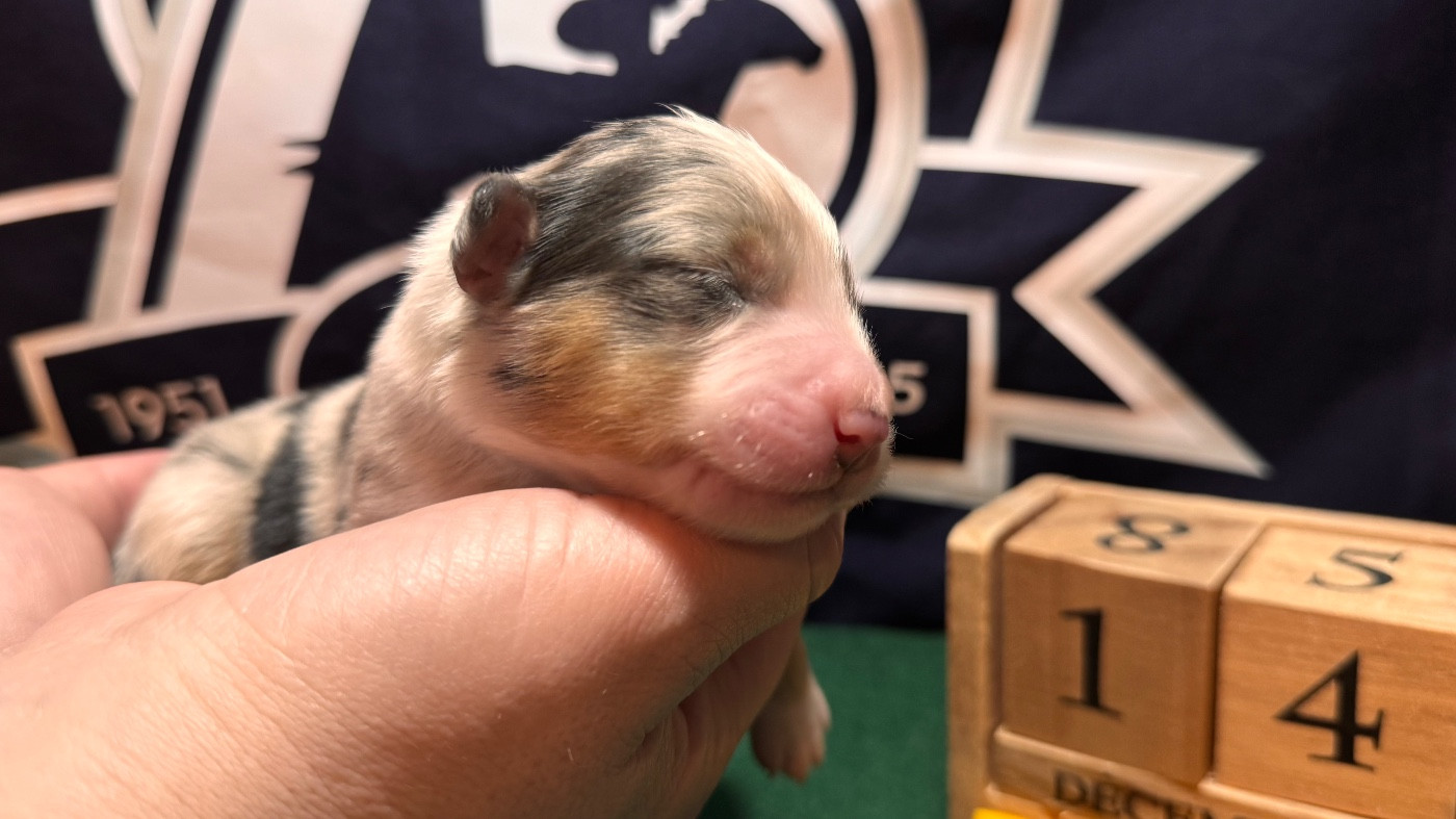 of Precious Stone Race - Chiots disponibles - Berger Américain Miniature 