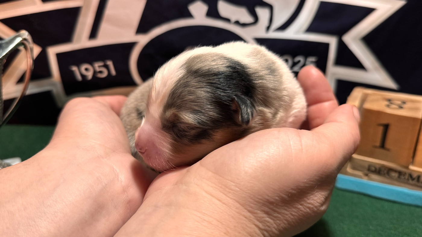 of Precious Stone Race - Chiots disponibles - Berger Américain Miniature 