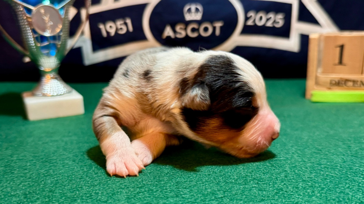 of Precious Stone Race - Chiots disponibles - Berger Américain Miniature 