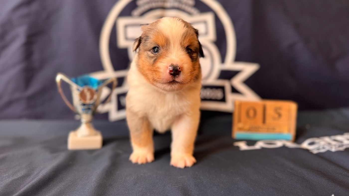 of Precious Stone Race - Chiots disponibles - Berger Américain Miniature 