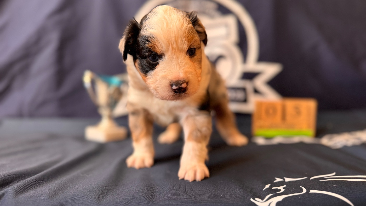 of Precious Stone Race - Chiots disponibles - Berger Américain Miniature 