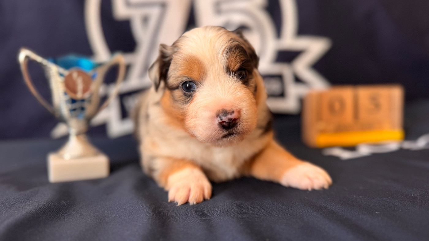 of Precious Stone Race - Chiots disponibles - Berger Américain Miniature 