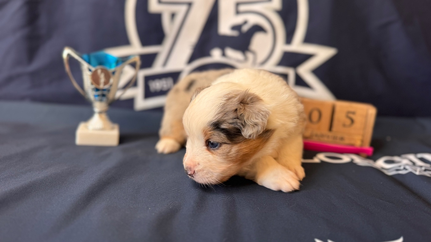 of Precious Stone Race - Chiots disponibles - Berger Américain Miniature 