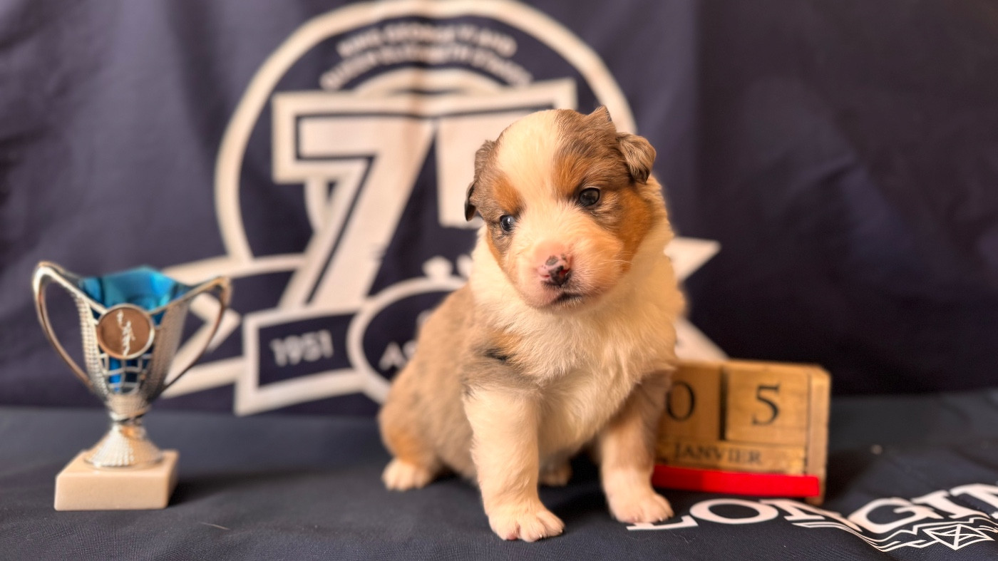 of Precious Stone Race - Chiots disponibles - Berger Américain Miniature 