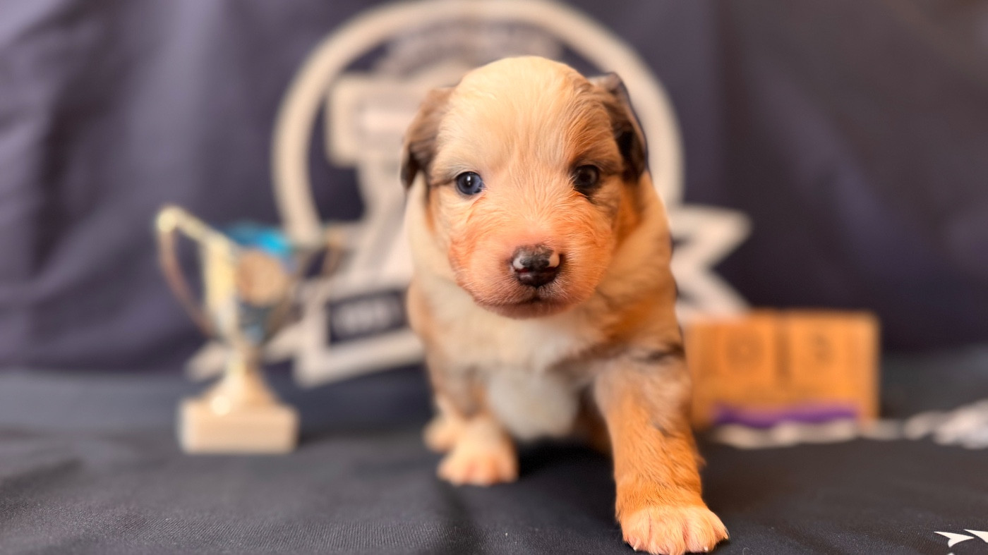 of Precious Stone Race - Chiots disponibles - Berger Américain Miniature 
