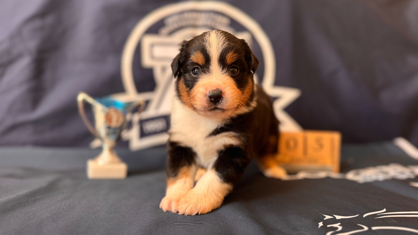 of Precious Stone Race - Chiots disponibles - Berger Américain Miniature 