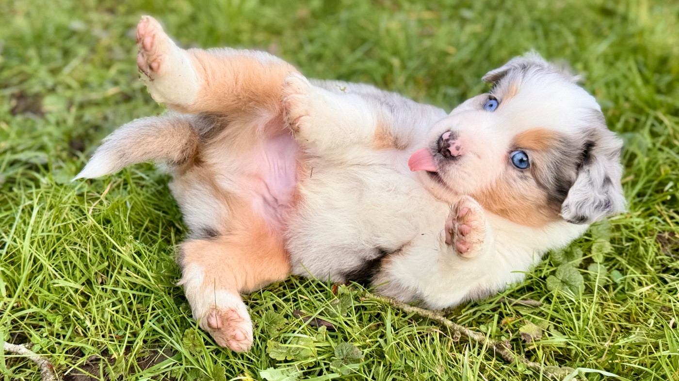 of Precious Stone Race - Chiots disponibles - Berger Américain Miniature 