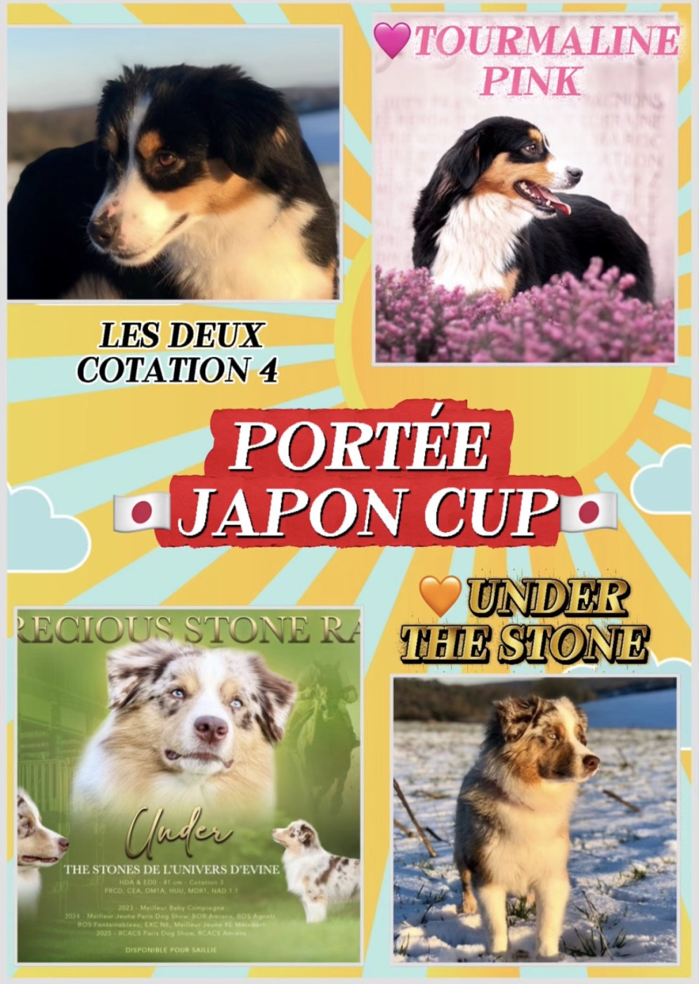 Chiot Berger Américain Miniature  of Precious Stone Race