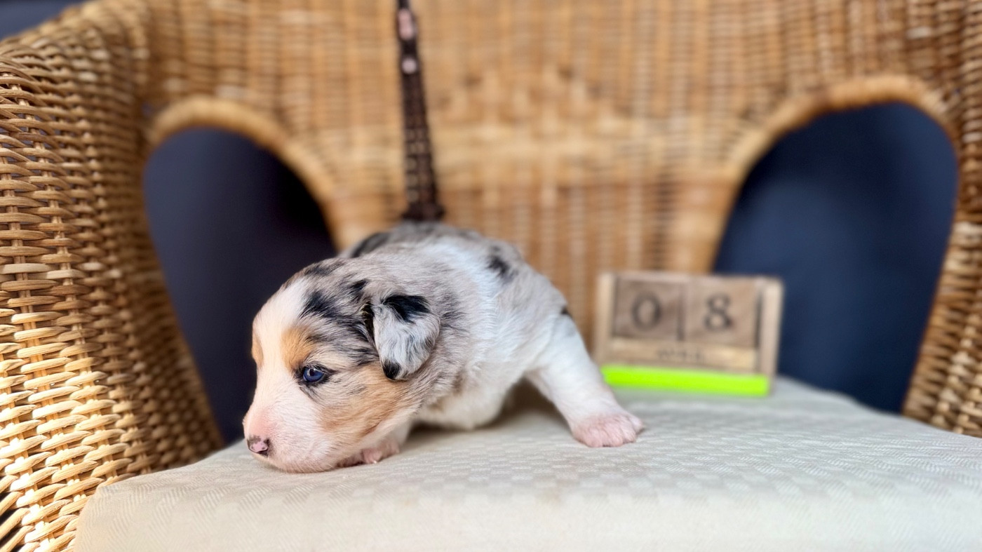 of Precious Stone Race - Chiots disponibles - Berger Américain Miniature 