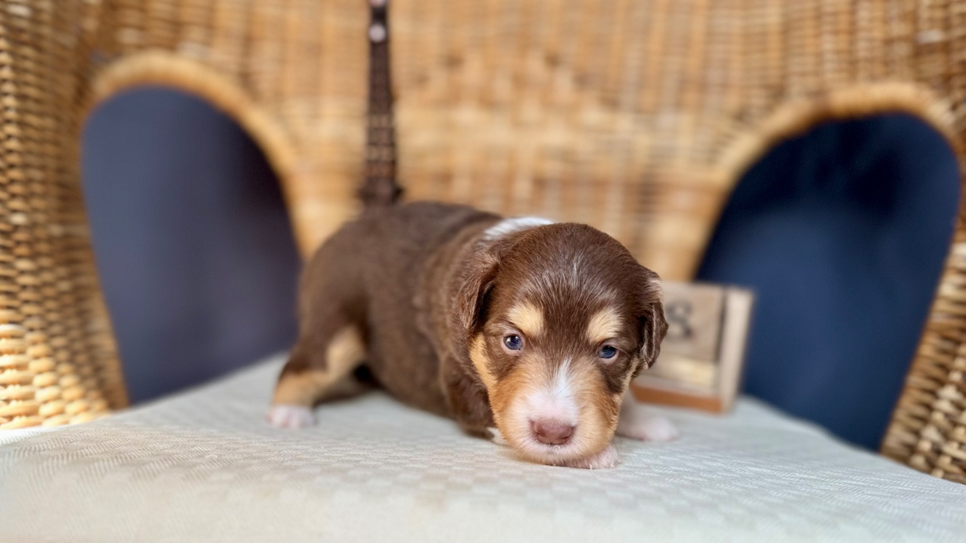 of Precious Stone Race - Chiots disponibles - Berger Américain Miniature 