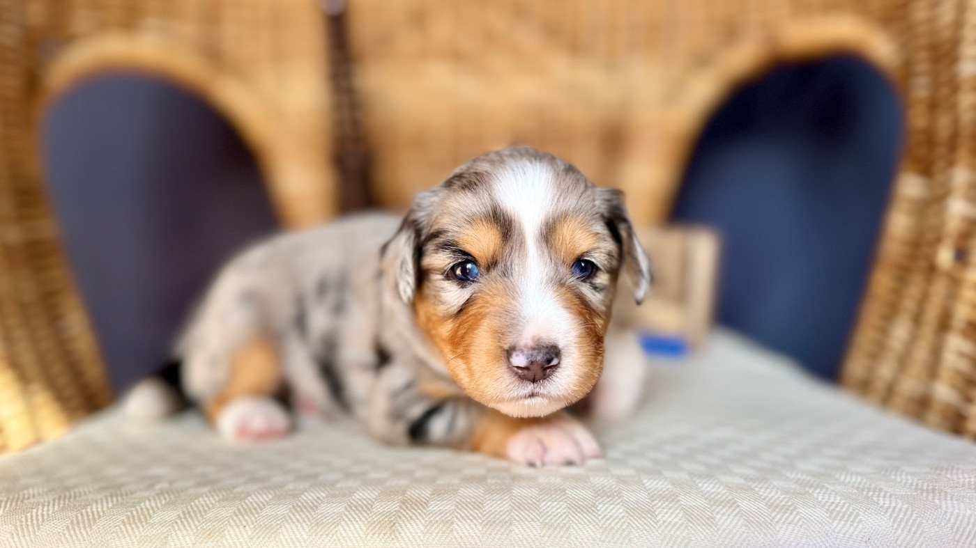 of Precious Stone Race - Chiots disponibles - Berger Américain Miniature 