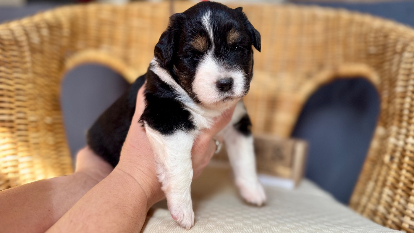 of Precious Stone Race - Chiots disponibles - Berger Américain Miniature 