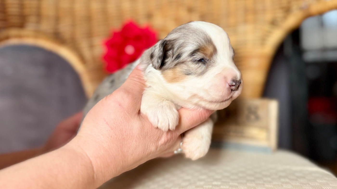 of Precious Stone Race - Chiots disponibles - Berger Américain Miniature 