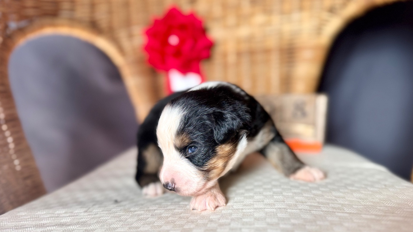 of Precious Stone Race - Chiots disponibles - Berger Américain Miniature 