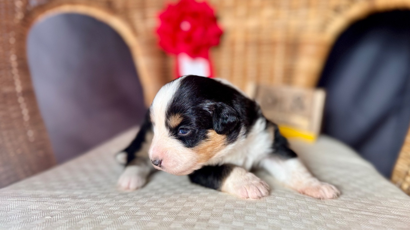 of Precious Stone Race - Chiots disponibles - Berger Américain Miniature 