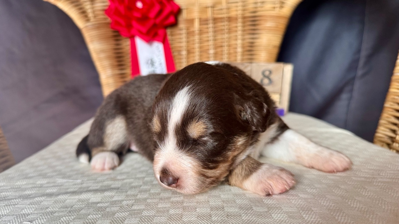 of Precious Stone Race - Chiots disponibles - Berger Américain Miniature 