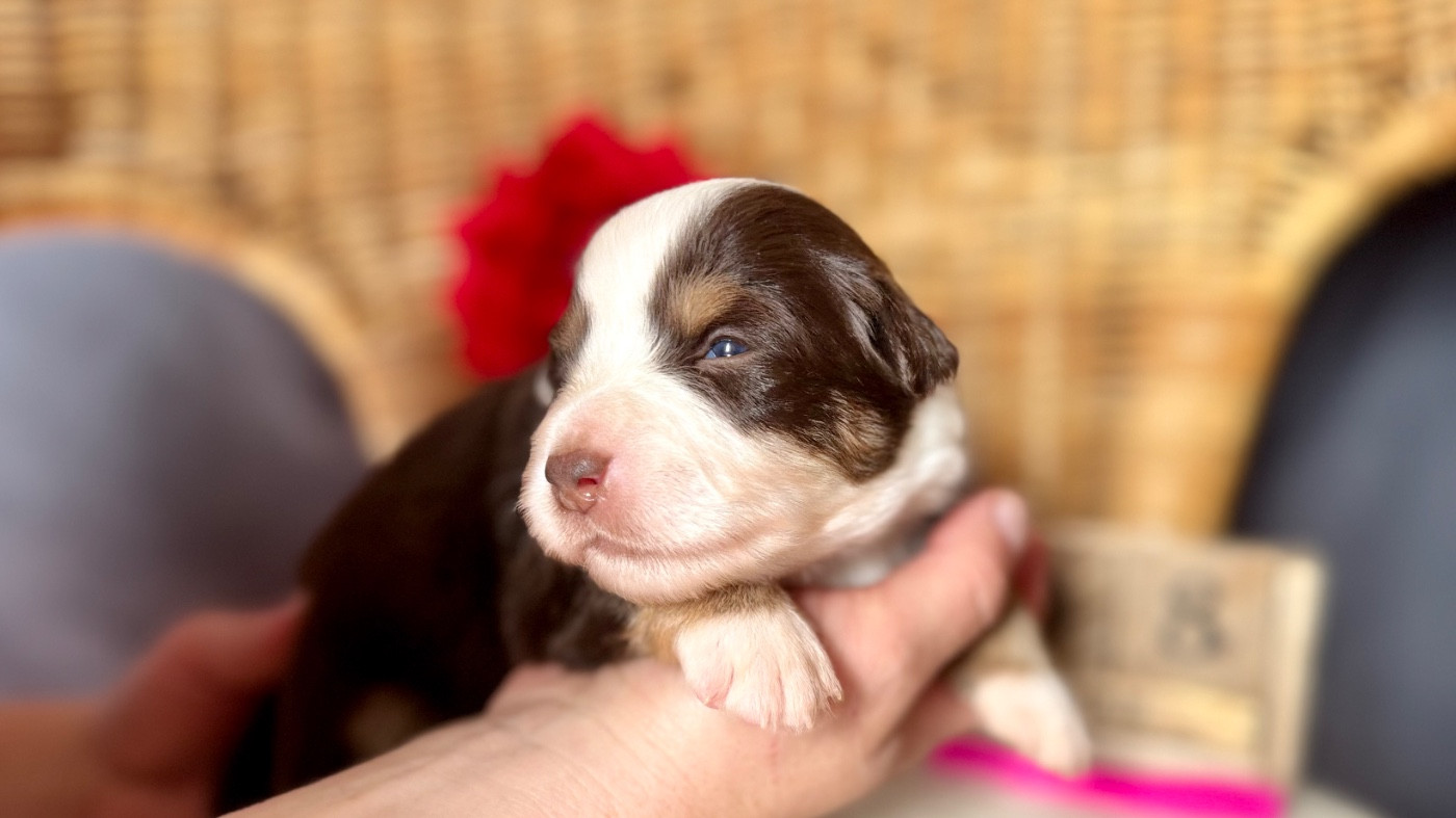 of Precious Stone Race - Chiots disponibles - Berger Américain Miniature 