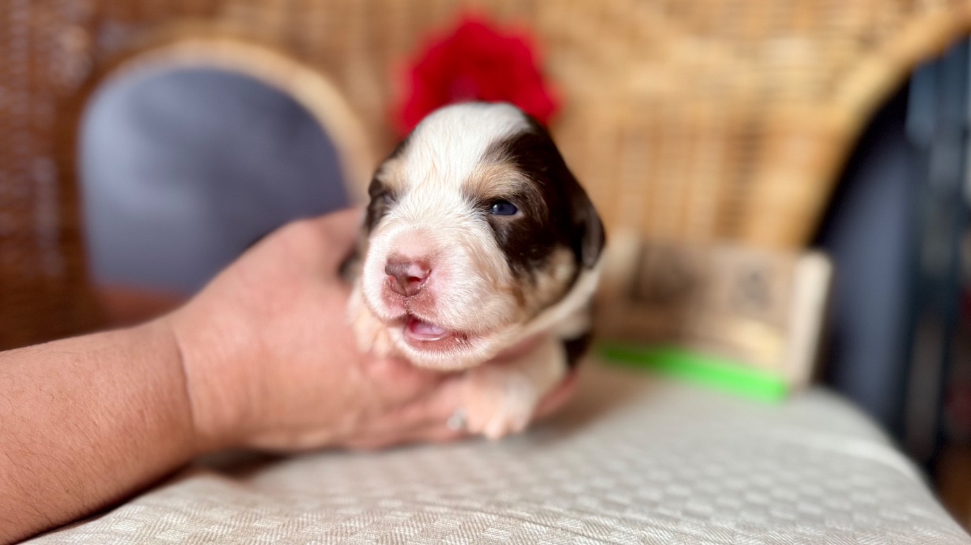 of Precious Stone Race - Chiots disponibles - Berger Américain Miniature 