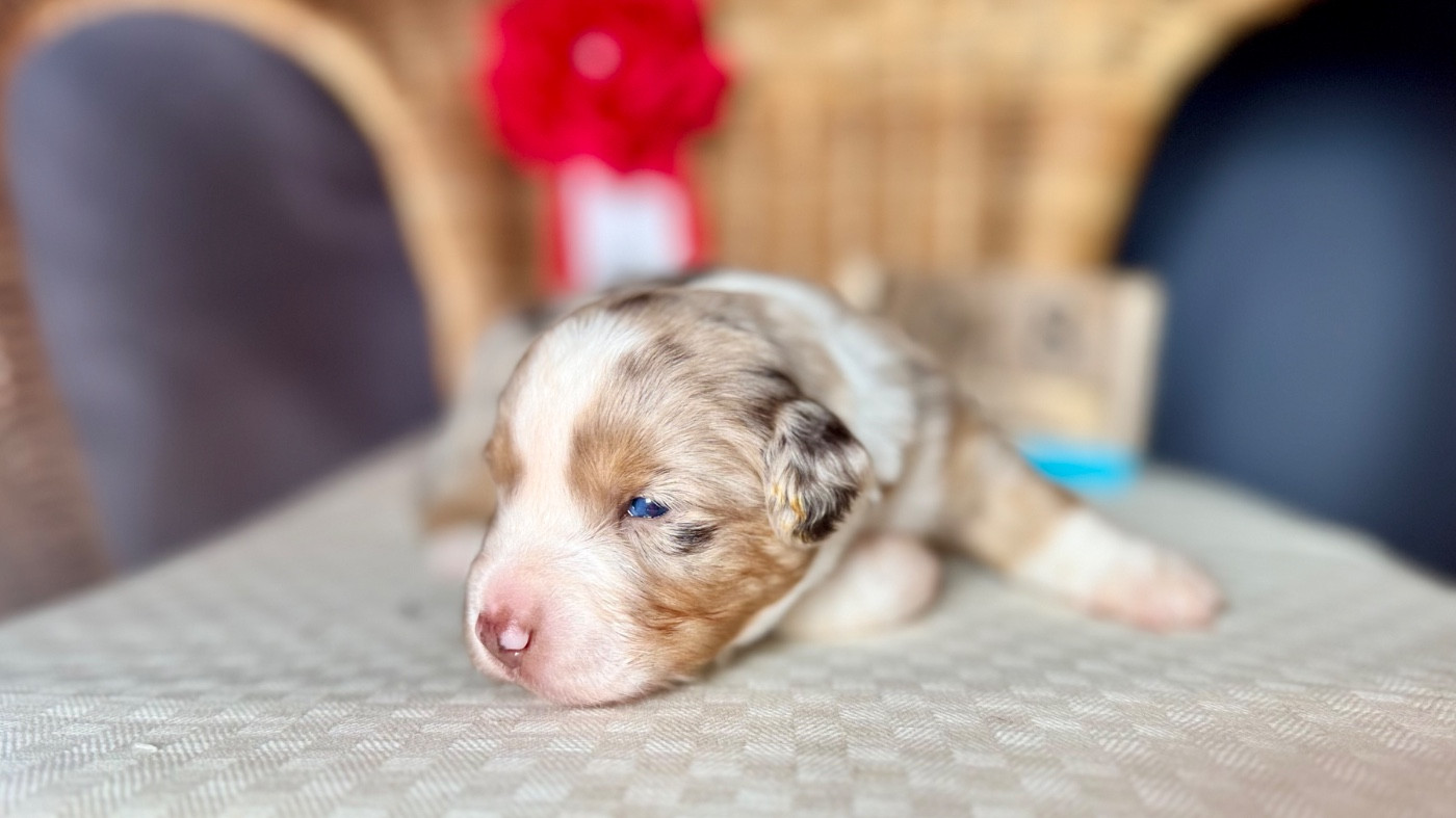 of Precious Stone Race - Chiots disponibles - Berger Américain Miniature 