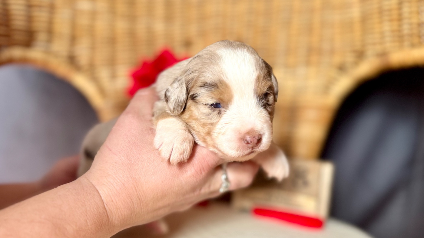 of Precious Stone Race - Chiots disponibles - Berger Américain Miniature 