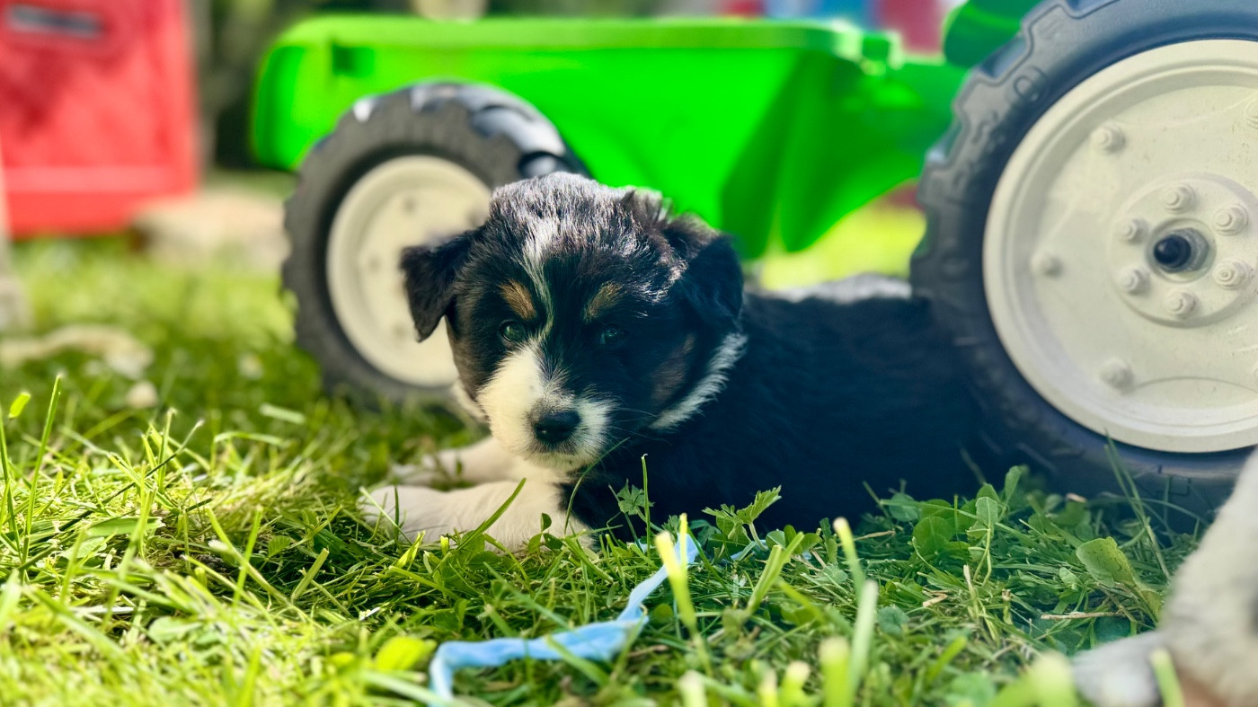 of Precious Stone Race - Chiots disponibles - Berger Américain Miniature 