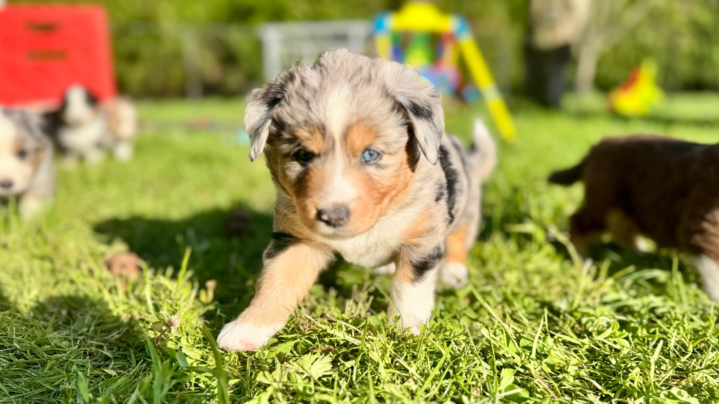 of Precious Stone Race - Chiots disponibles - Berger Américain Miniature 