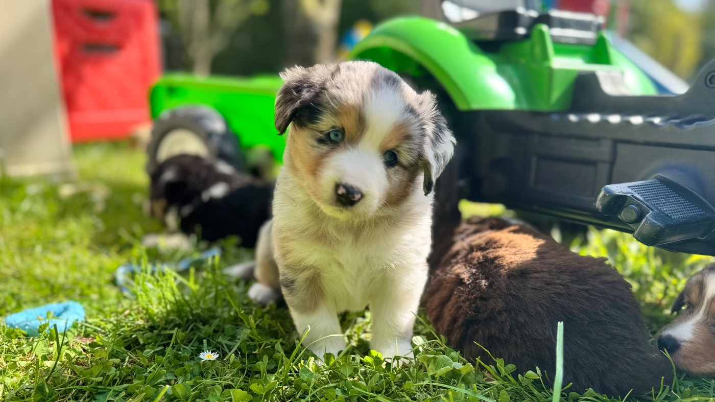 of Precious Stone Race - Chiots disponibles - Berger Américain Miniature 