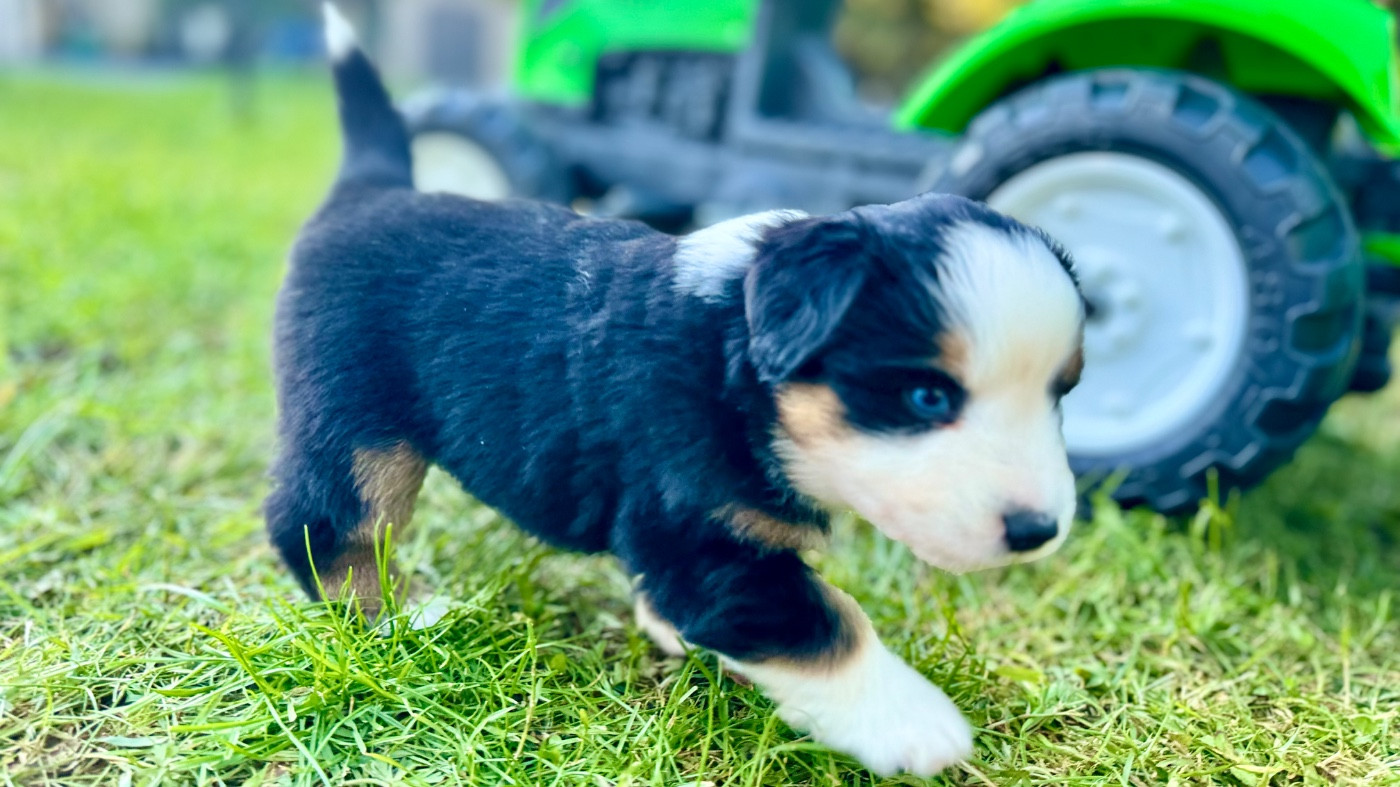 of Precious Stone Race - Chiots disponibles - Berger Américain Miniature 