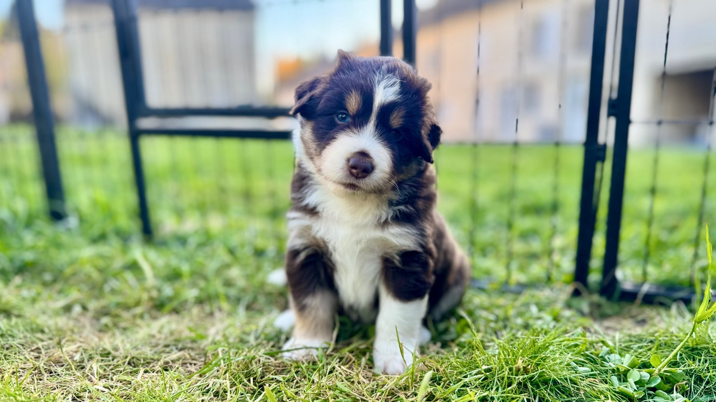 of Precious Stone Race - Chiots disponibles - Berger Américain Miniature 