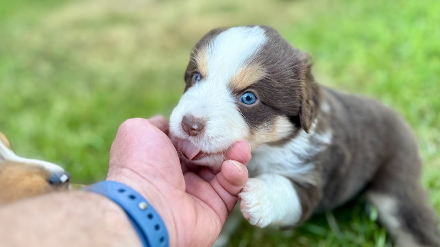 of Precious Stone Race - Chiots disponibles - Berger Américain Miniature 