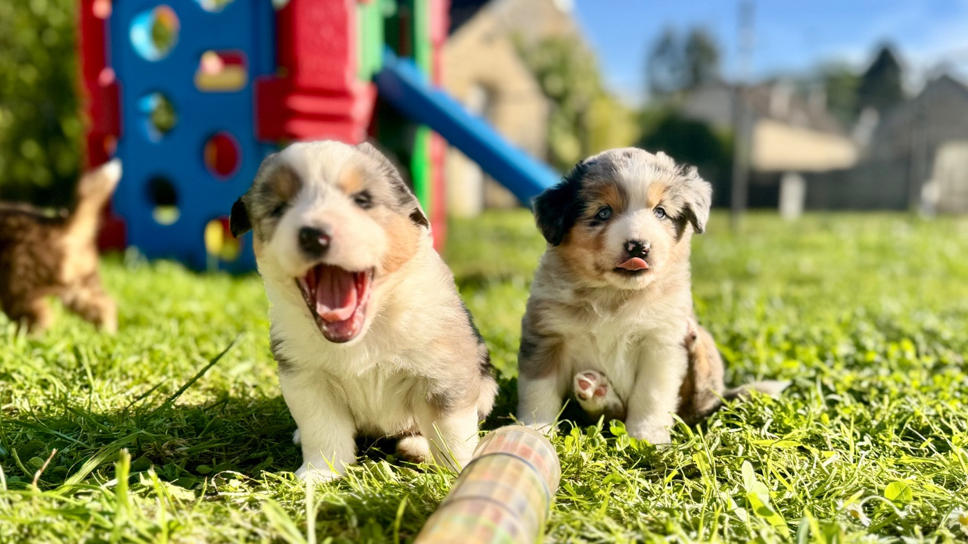 of Precious Stone Race - Chiots disponibles - Berger Américain Miniature 