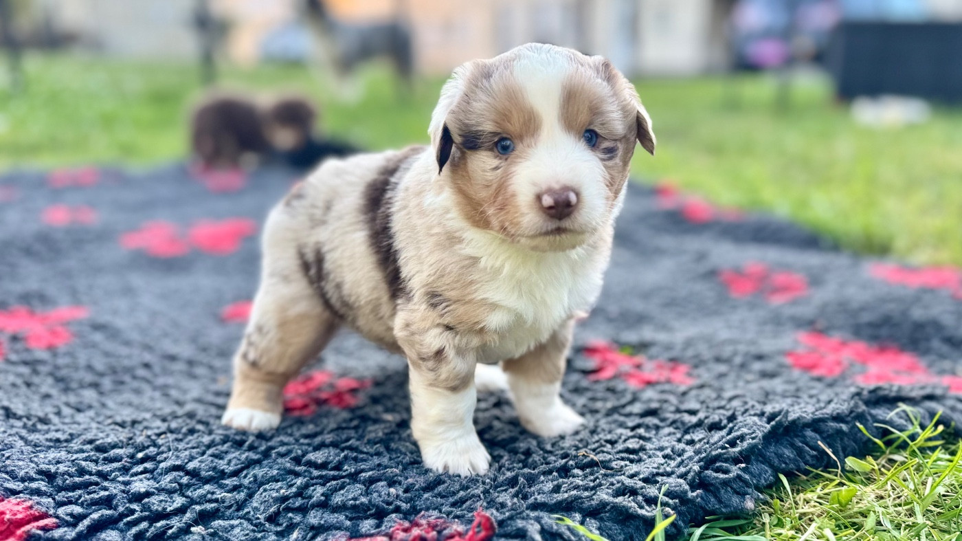 of Precious Stone Race - Chiots disponibles - Berger Américain Miniature 