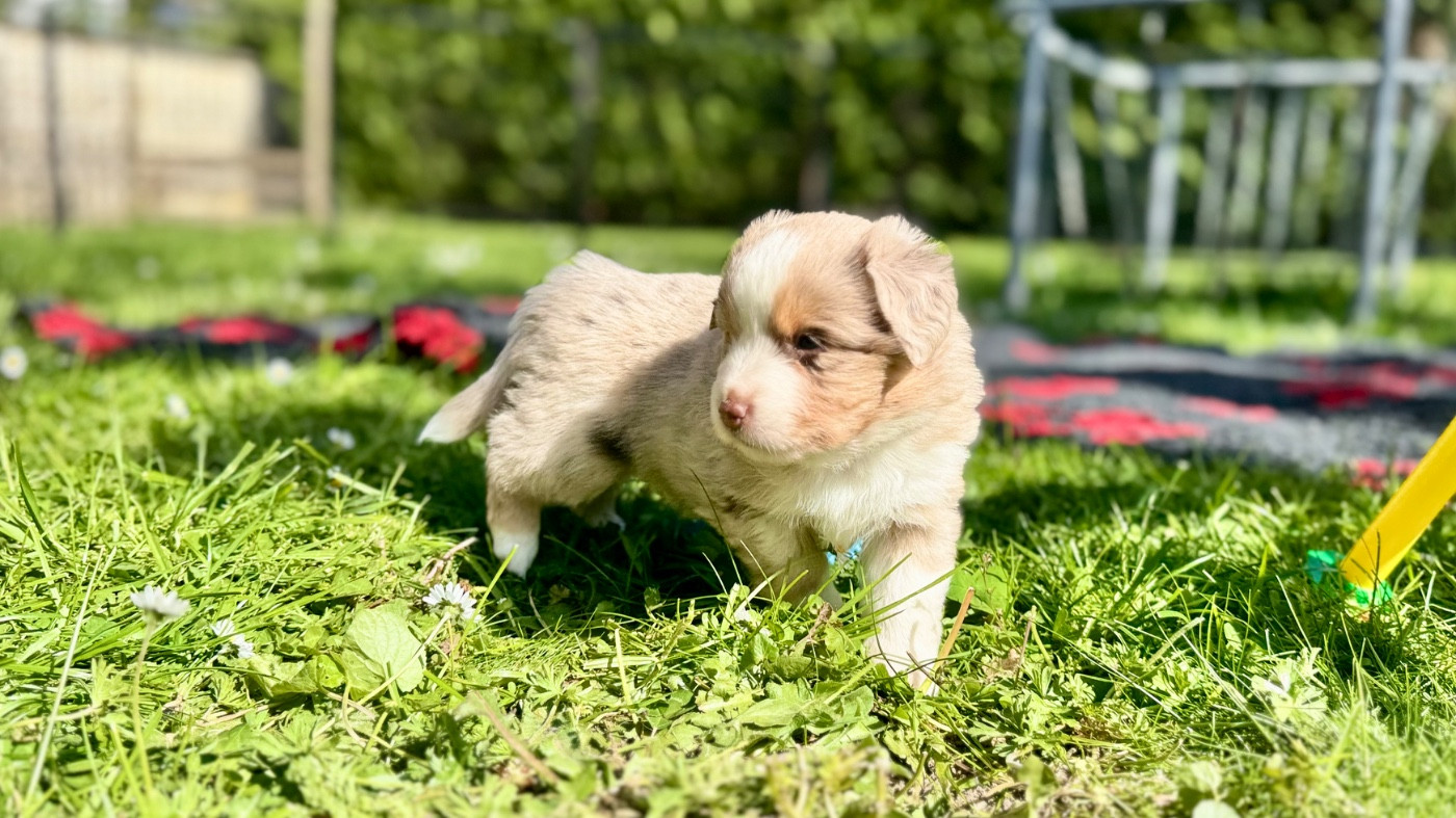 of Precious Stone Race - Chiots disponibles - Berger Américain Miniature 