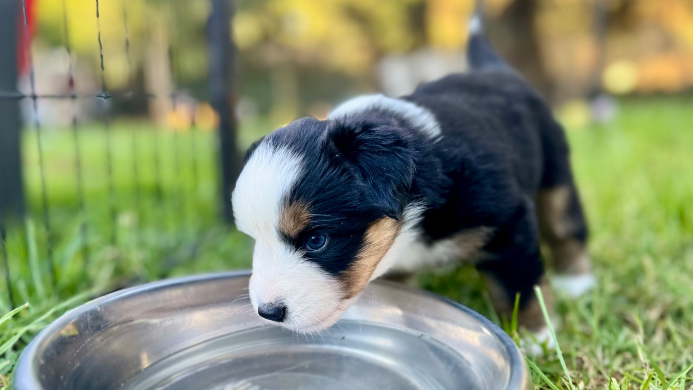 of Precious Stone Race - Chiots disponibles - Berger Américain Miniature 