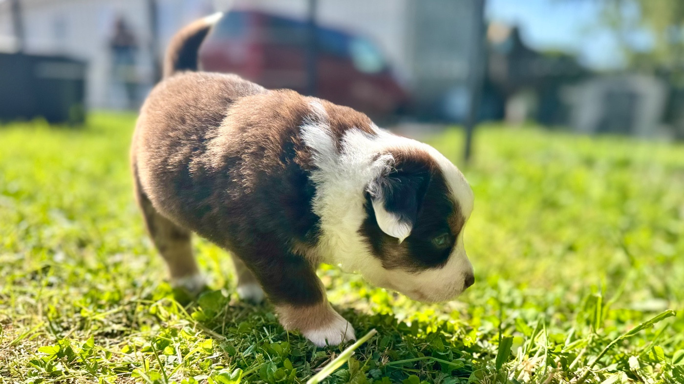 of Precious Stone Race - Chiots disponibles - Berger Américain Miniature 