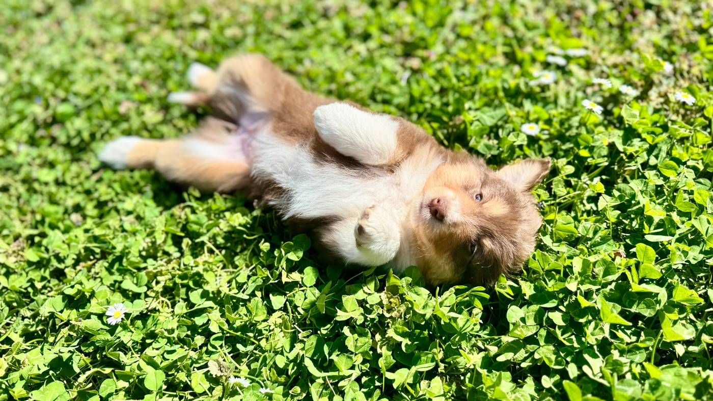 of Precious Stone Race - Chiots disponibles - Berger Américain Miniature 