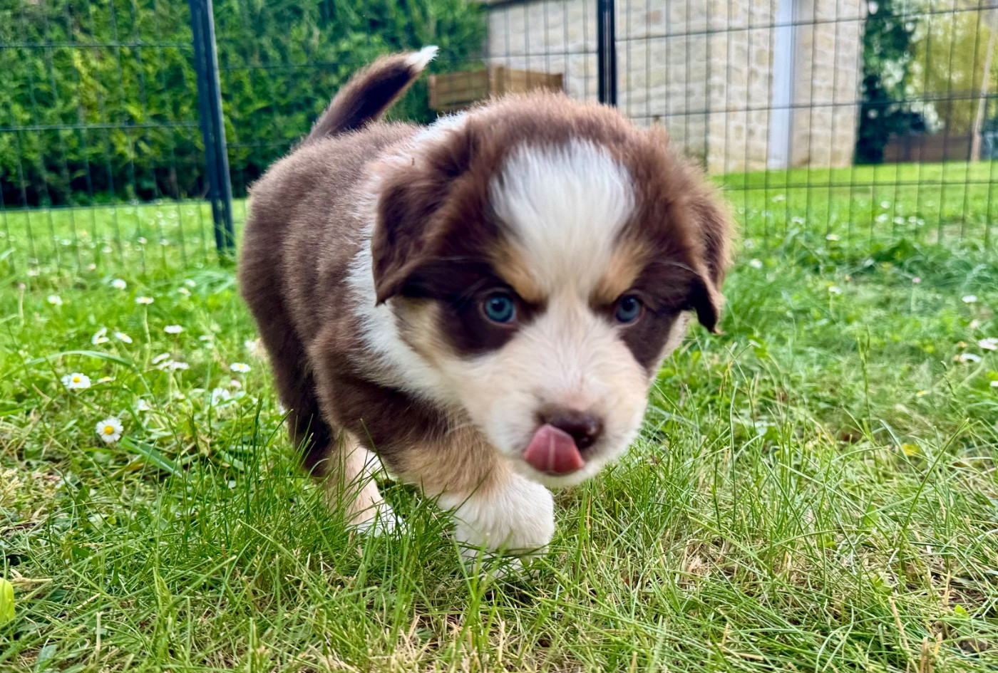 of Precious Stone Race - Chiots disponibles - Berger Américain Miniature 