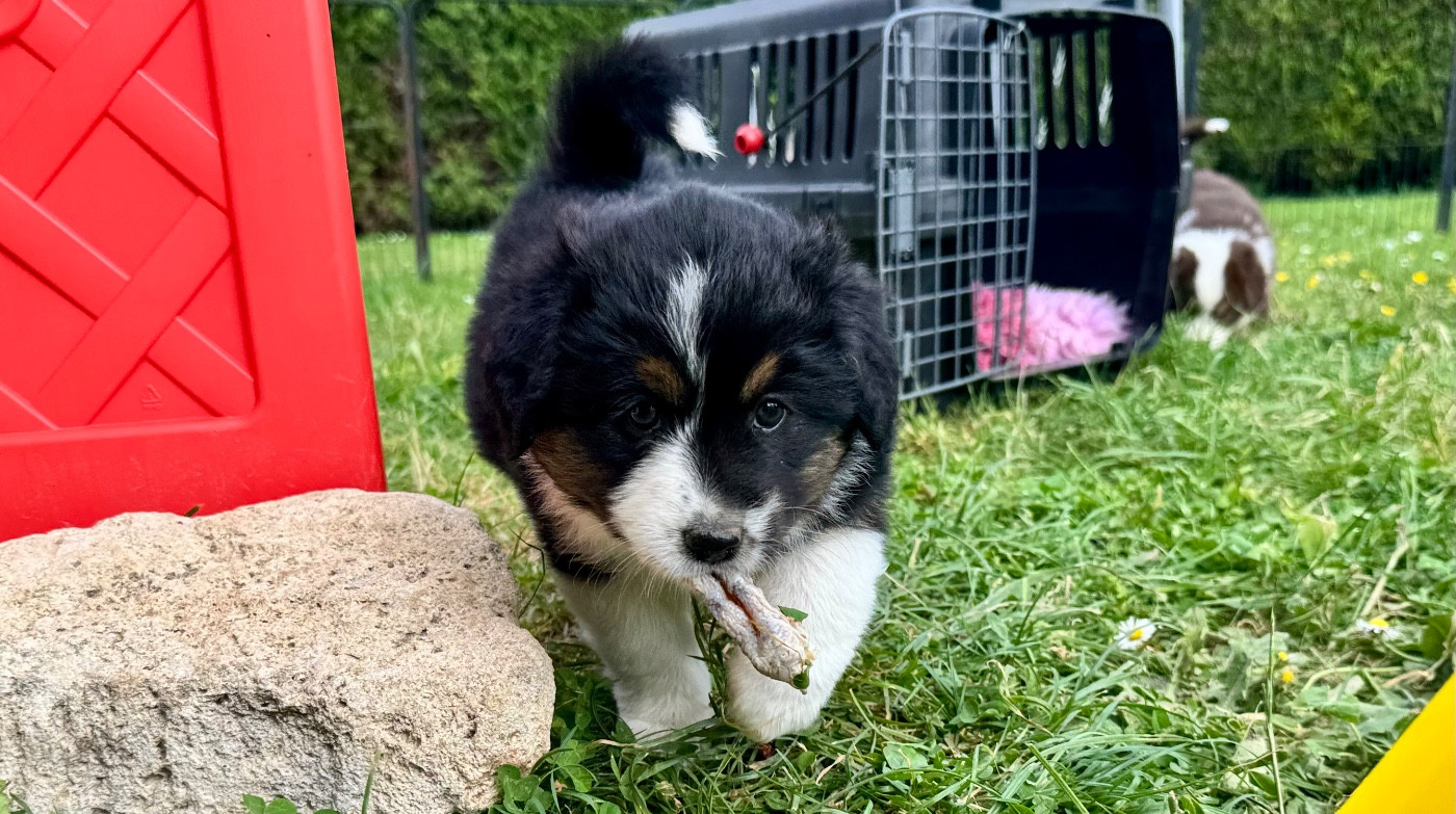 of Precious Stone Race - Chiots disponibles - Berger Américain Miniature 
