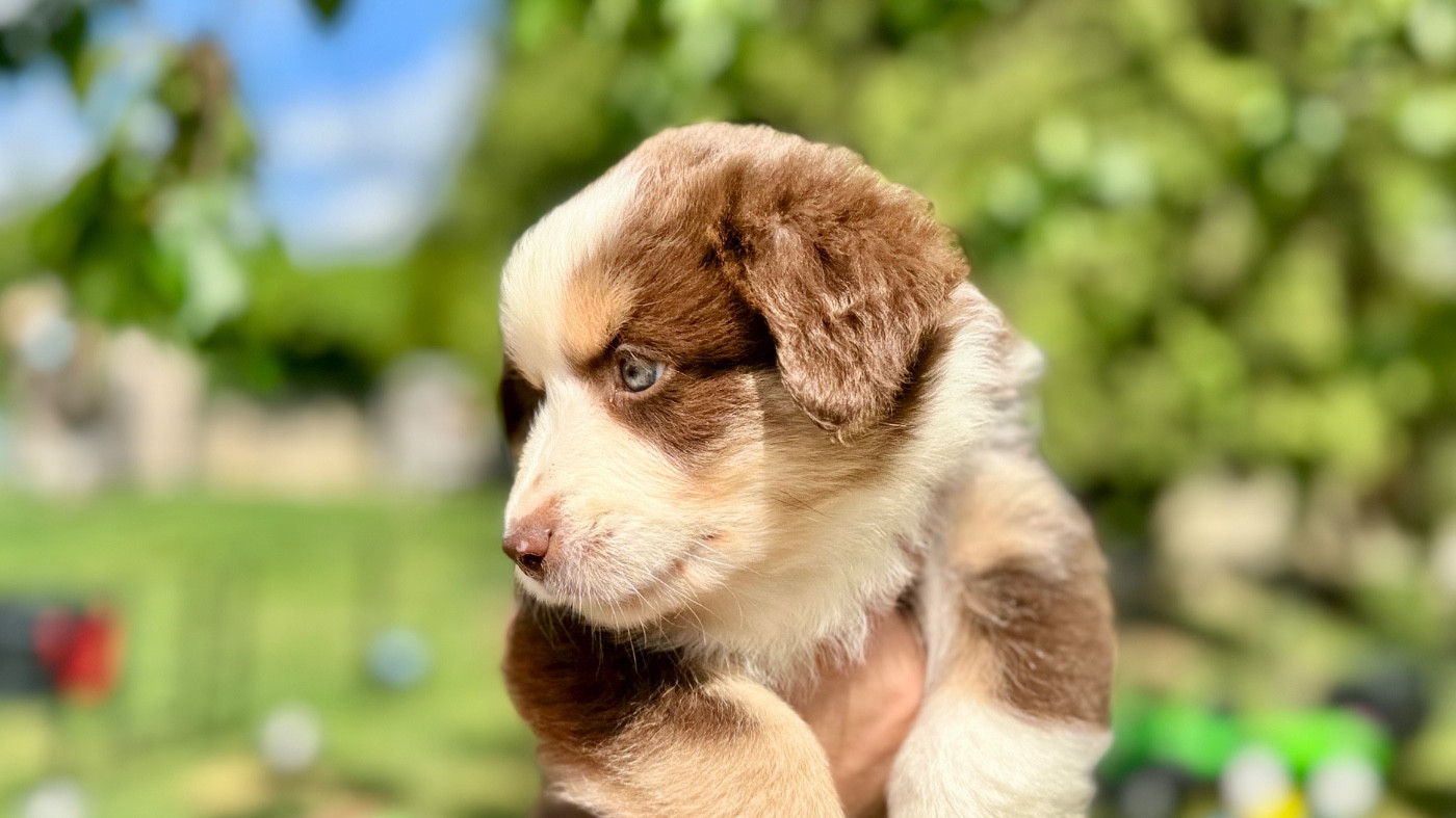 of Precious Stone Race - Chiots disponibles - Berger Américain Miniature 