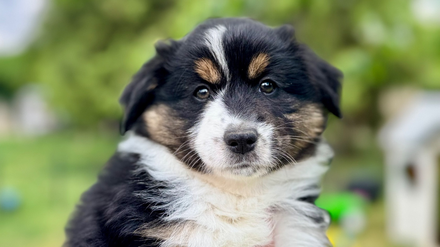 of Precious Stone Race - Chiots disponibles - Berger Américain Miniature 