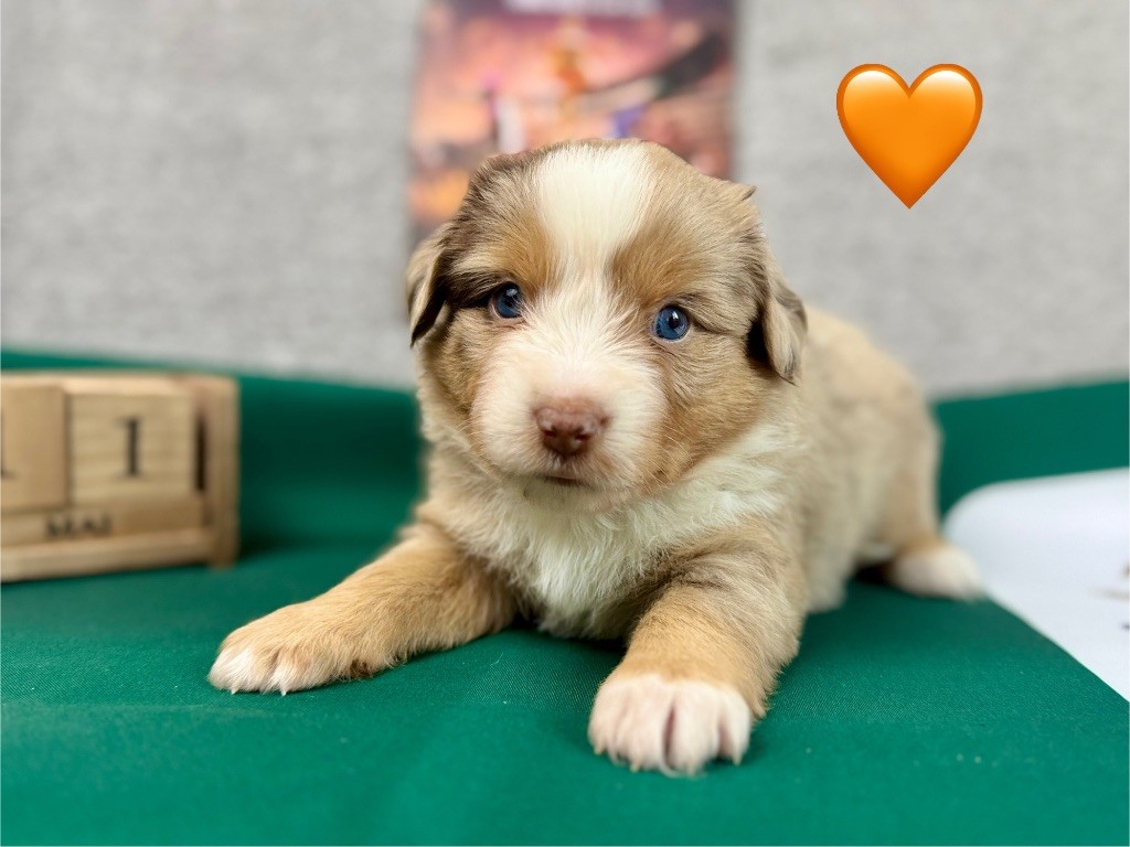of Precious Stone Race - Chiots disponibles - Berger Américain Miniature 