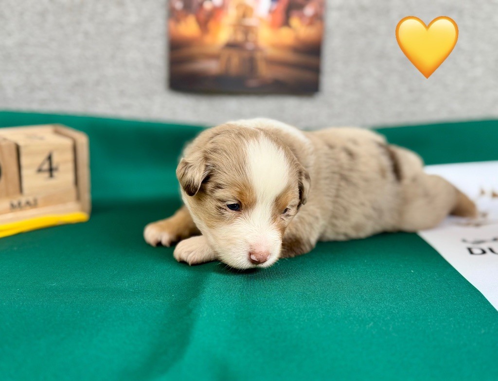 of Precious Stone Race - Chiots disponibles - Berger Américain Miniature 