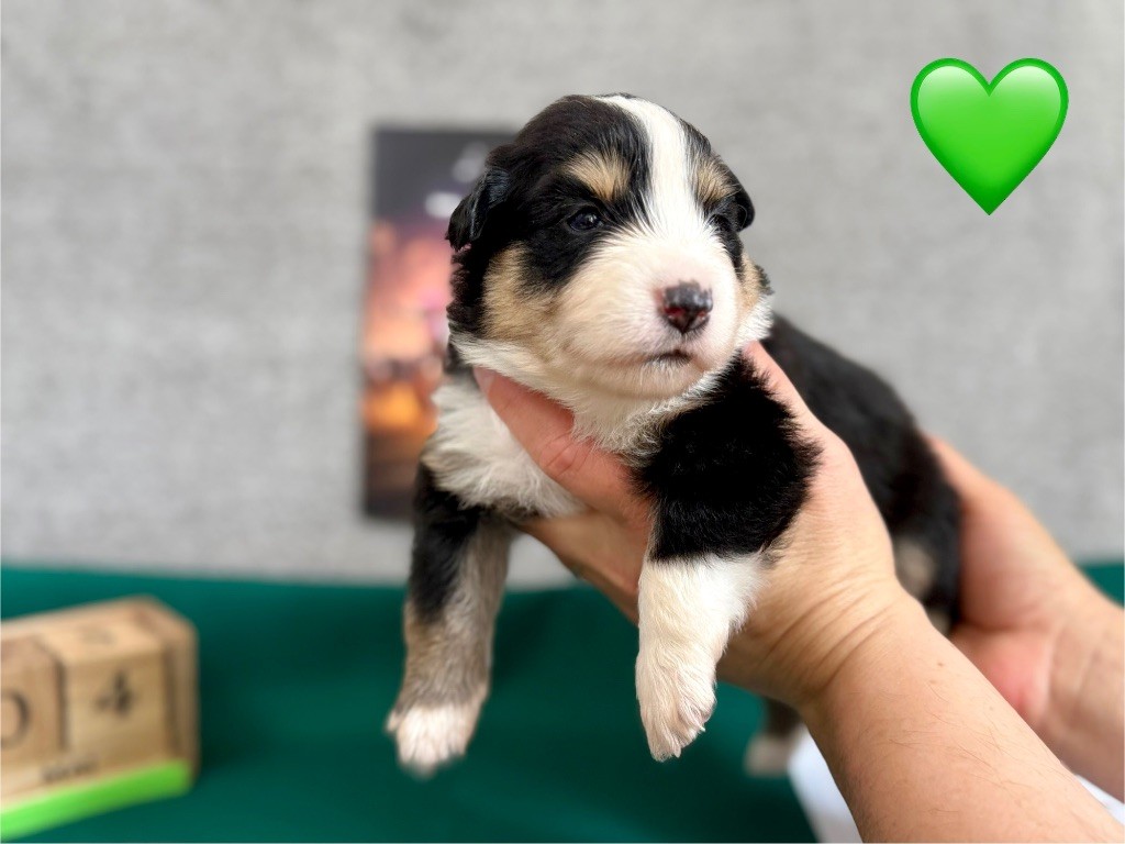 of Precious Stone Race - Chiots disponibles - Berger Américain Miniature 
